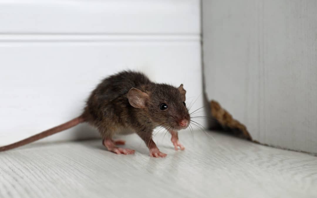 Dealing with the Threats that Rodents Pose by Addressing an Infestation